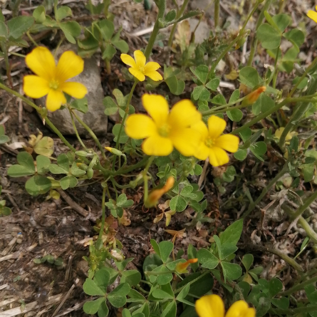 カタバミ かたばみ 酢漿草 片喰 花探し