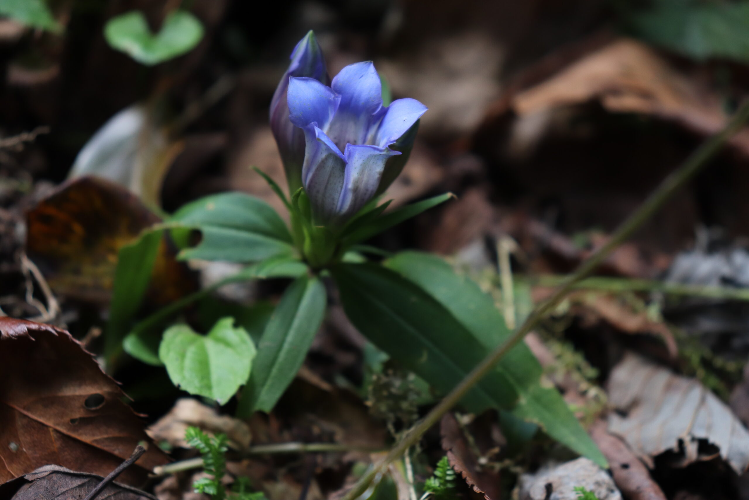 竜胆 花探し